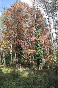 Forest view. Beuatiful trees and bushes in autumn. Stock Photos