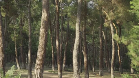 Forest view with birds flying Stock Footage 220649075