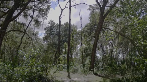 Forest view of a Blue Sky with Clouds Stock Footage 114209248