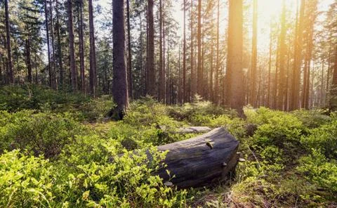 Forest view with bright sunlight Stock Photos