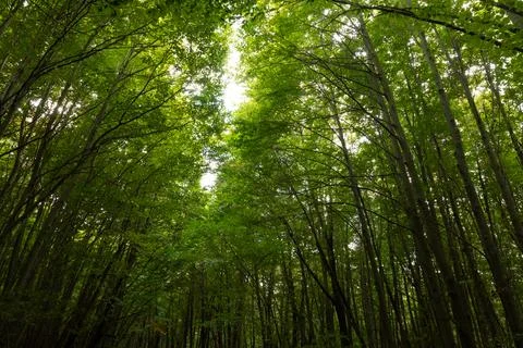 Forest view. Carbon net-zero concept background photo Stock Photos