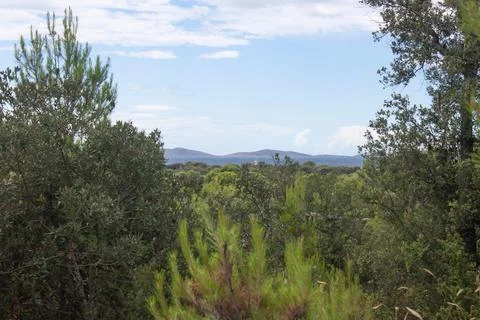Forest view with a cloudy blue sky Stock Photos