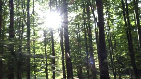 Forest view from driving car, sun shining thought trees branches Stock Footage 88980580