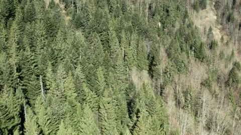 A Forest View From Drone Video stock 236481391