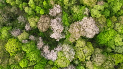 Forest View, Drone Shot, Top Down, Aerial Drone Footage Stock Footage