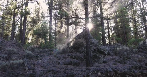 Forest view during sunset time Stock Footage 145429982