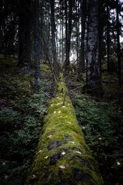 Forest view with a fallen tree Фото