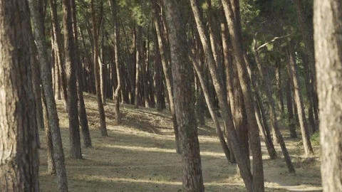 Forest view Stock Footage 222554011