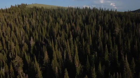 Forest view Video stock 245667254