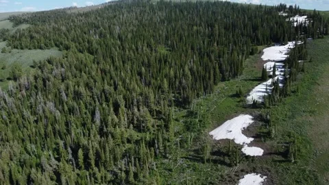 Forest view Video stock 245667284