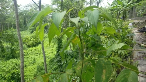 Forest view Video stock 291407824