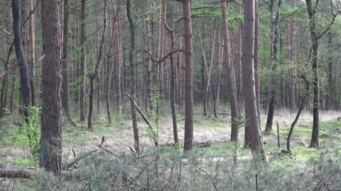 Forest view Stock Footage 309772458