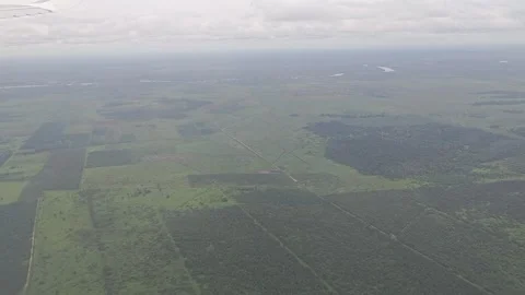 Forest view Stock Footage 316579139