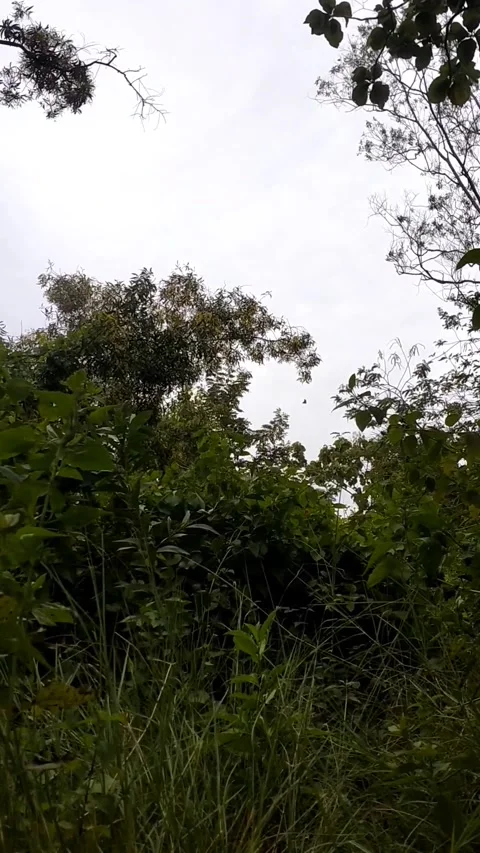 Forest view Stock Footage 327627543