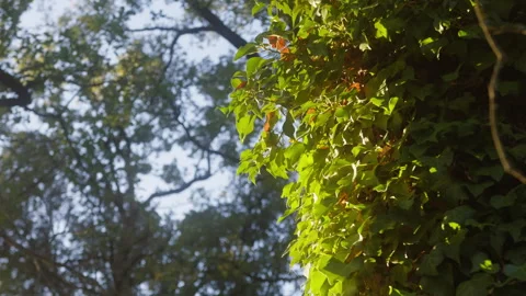 Forest view with green leaves close up. Green park with many various of trees Stock Footage 260760566