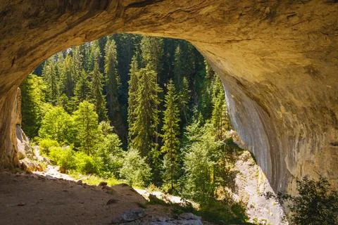 Forest view from inside a cave shows lush trees and bright sunlight on a su.. Stock Photos