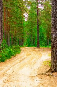 Forest is a view from inside Stock Photos