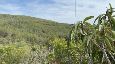 A forest view with leaves in the foreground Stock Footage 288011535