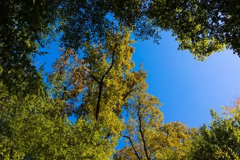 Forest view from low angle. Trees at sunset. Carbon net zero concept photo Stock Photos