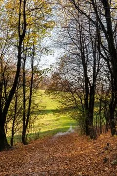 Forest view on the meadow Stock-Fotos