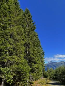 Forest with a view of the mountains Foto stock