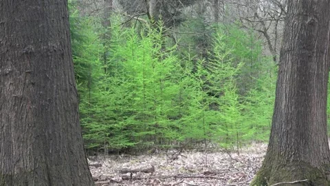 Forest view with nature sound Stock Footage 309772456