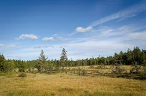 Forest view over the meer Stock Photos