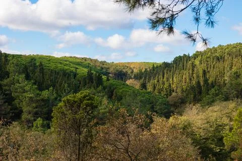 Forest view with partly cloudy sky. Carbon neutrality concept Stock Photos