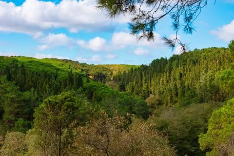 Forest view with partly cludy sky in the autumn Stock Photos
