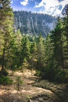 Forest View Stock Photos