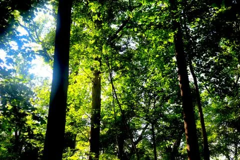 Forest View Foto stock