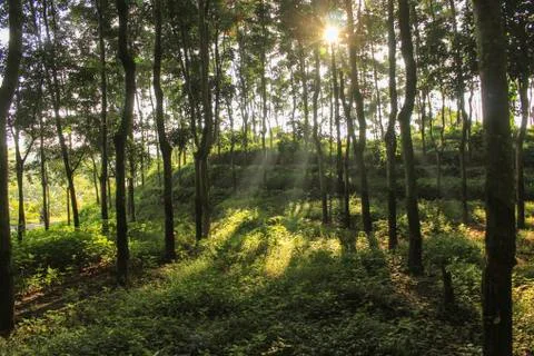 Forest view Stock Photos