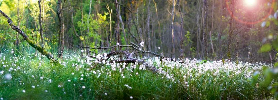 Forest view Fotos de archivo
