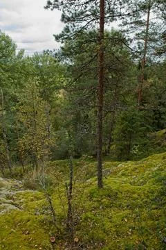 Forest view. Stock Photos