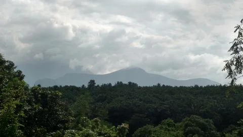 Forest View 写真素材