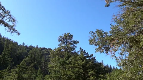 Forest view of pine tree and mountain Video stock 136616314
