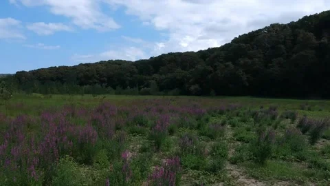 Forest view from purple flowers Stock Footage 131112415