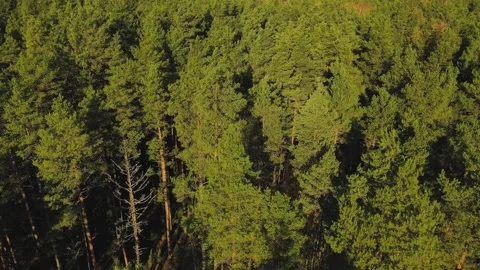 Forest view with road. Aerial view. Aerial top down view of gravel road Stock Footage 219808188