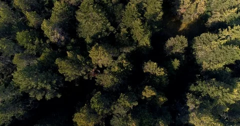 Forest view from the sky Stock Footage 82089833
