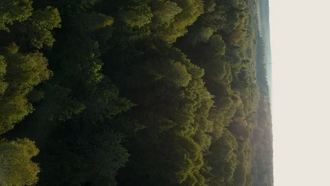Forest View From The Sky. Top view: Flying Over a Tree In The Autumn Aerial Shot Video stock 95490323