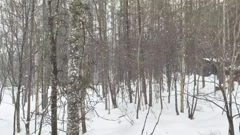 The forest view with snowy weather. Stock Footage 238847927