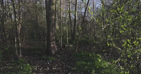 Forest view with spring tones and falling leaf in slow motion. Stock Footage 238907867