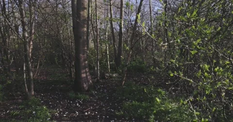 Forest view with spring tones and falling leaf in slow motion. Stock Footage 238908203