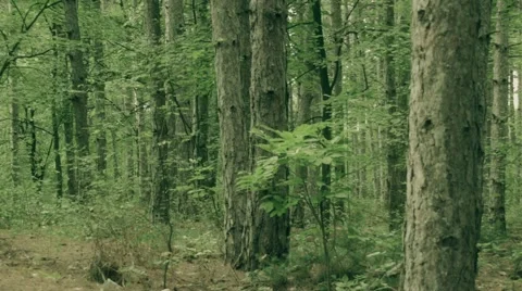 Forest View in Summer Day Stock Footage 67109647