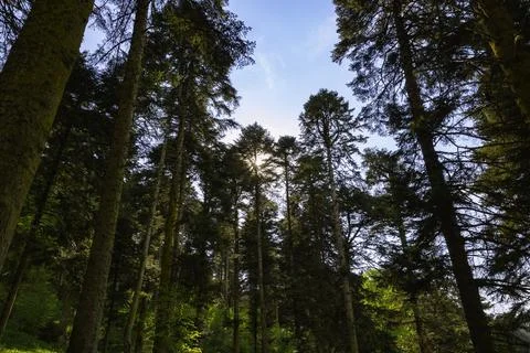 Forest view with sun on the background. Nature or environment background phot Foto stock