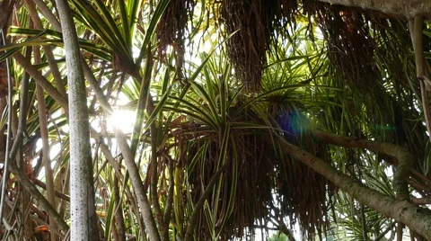 Forest view - sun shining through foliage Stock Footage 47872615