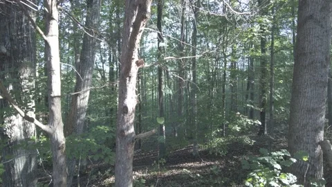 Forest view sunbeams reflecting endless nature Stock-Footage 166478941