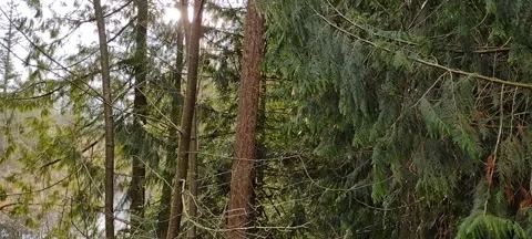 Forest view of sunlight and breeze through the trees Stock Footage 168719148