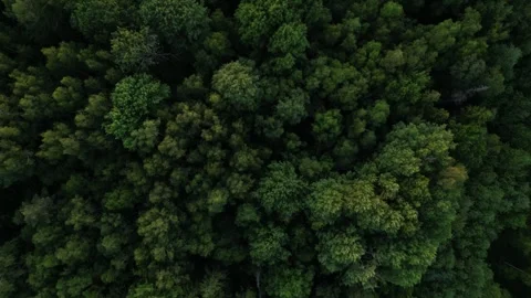 Forest view sunset colors topdown trees Stock Footage 257718409