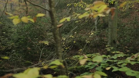 Forest view through branches 動画素材 141857342